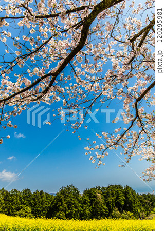 白木峰高原の菜の花と桜【長崎県諫早市】 白木峰高原の菜の花と桜【長崎県諫早市】 120295981