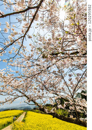 白木峰高原の菜の花と桜【長崎県諫早市】 120295982