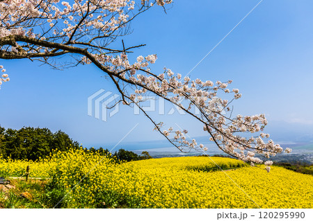 白木峰高原の菜の花と桜【長崎県諫早市】 120295990