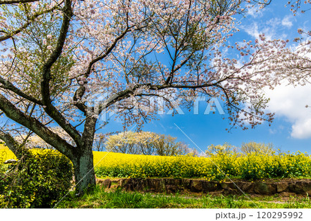 白木峰高原の菜の花と桜【長崎県諫早市】 120295992