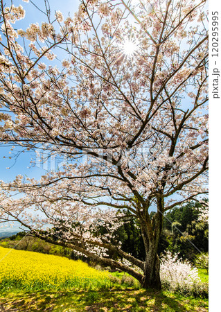 白木峰高原の菜の花と桜【長崎県諫早市】 白木峰高原の菜の花と桜【長崎県諫早市】 120295995
