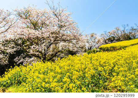 白木峰高原の菜の花と桜【長崎県諫早市】 120295999