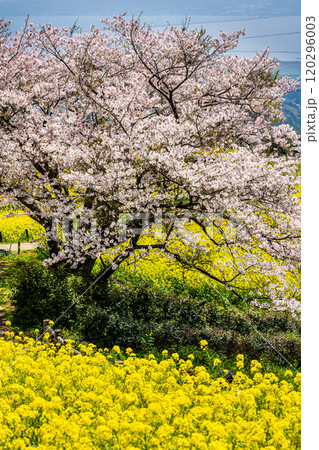白木峰高原の菜の花と桜【長崎県諫早市】 120296003