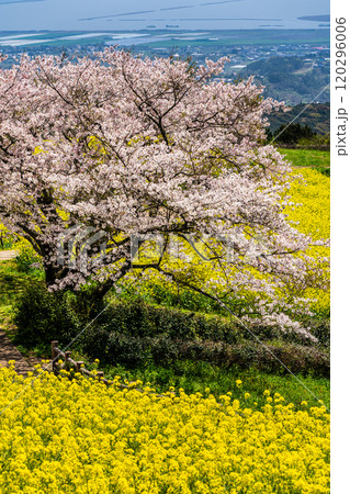 白木峰高原の菜の花と桜【長崎県諫早市】 白木峰高原の菜の花と桜【長崎県諫早市】 120296006