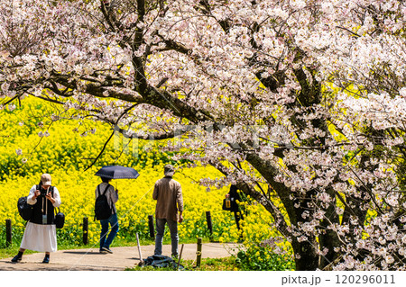 白木峰高原の菜の花と桜【長崎県諫早市】 120296011