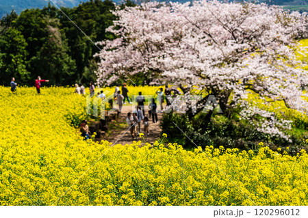 白木峰高原の菜の花と桜【長崎県諫早市】 120296012