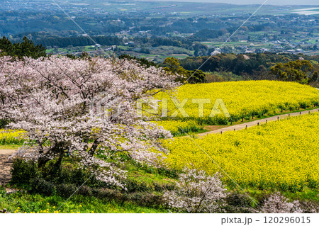 白木峰高原の菜の花と桜【長崎県諫早市】 120296015