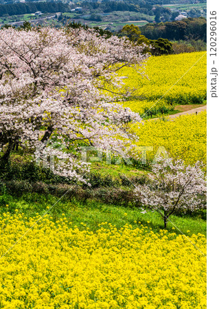 白木峰高原の菜の花と桜【長崎県諫早市】 120296016