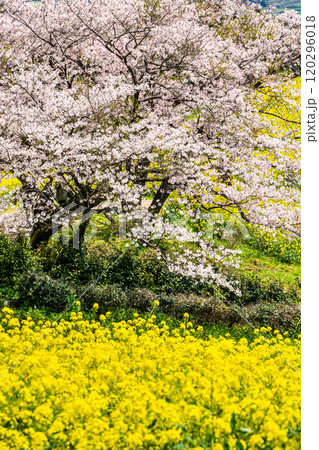 白木峰高原の菜の花と桜【長崎県諫早市】 白木峰高原の菜の花と桜【長崎県諫早市】 120296018