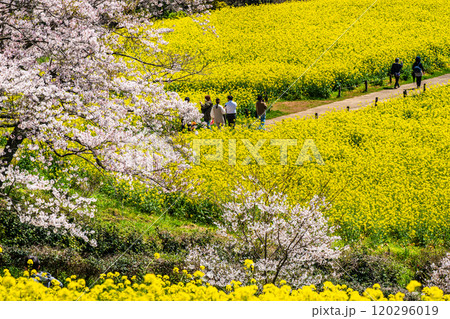 白木峰高原の菜の花と桜【長崎県諫早市】 120296019