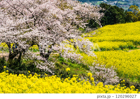 白木峰高原の菜の花と桜【長崎県諫早市】 120296027