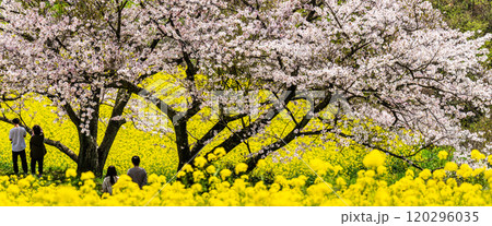 白木峰高原の菜の花と桜　パノラマ【長崎県諫早市】 120296035