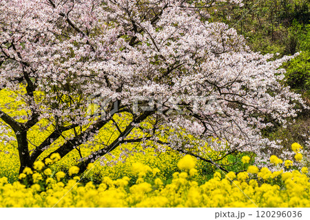 白木峰高原の菜の花と桜【長崎県諫早市】 白木峰高原の菜の花と桜【長崎県諫早市】 120296036
