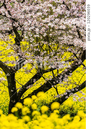 白木峰高原の菜の花と桜【長崎県諫早市】 白木峰高原の菜の花と桜【長崎県諫早市】 120296039