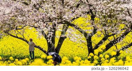 白木峰高原の菜の花と桜　パノラマ【長崎県諫早市】 120296042