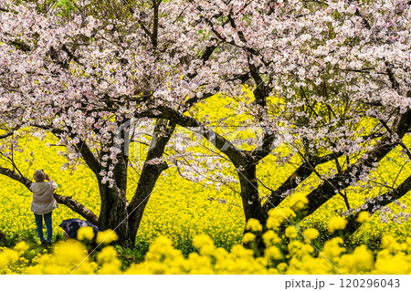 白木峰高原の菜の花と桜【長崎県諫早市】 120296043