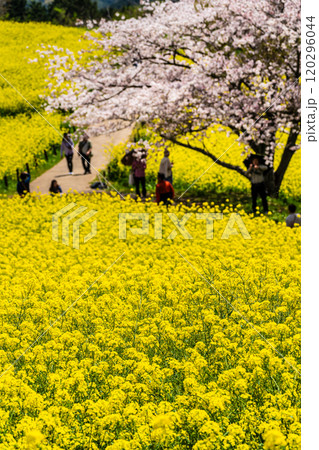 白木峰高原の菜の花と桜【長崎県諫早市】 120296044