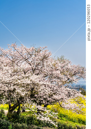 白木峰高原の菜の花と桜【長崎県諫早市】 120296053