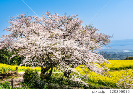 白木峰高原の菜の花と桜【長崎県諫早市】 白木峰高原の菜の花と桜【長崎県諫早市】 120296056