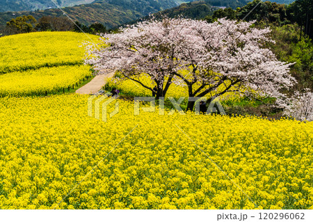 白木峰高原の菜の花と桜【長崎県諫早市】 120296062