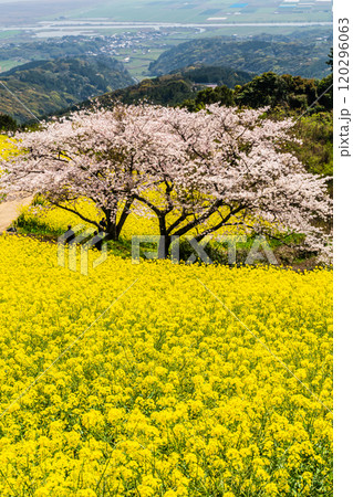 白木峰高原の菜の花と桜【長崎県諫早市】 120296063