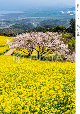 白木峰高原の菜の花と桜【長崎県諫早市】 白木峰高原の菜の花と桜【長崎県諫早市】 120296066