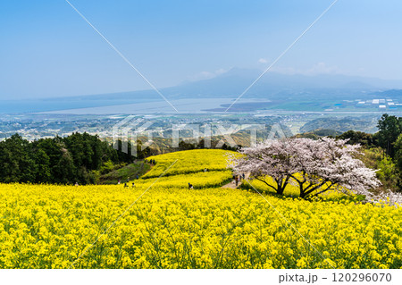 白木峰高原の菜の花と桜【長崎県諫早市】 白木峰高原の菜の花と桜【長崎県諫早市】 120296070