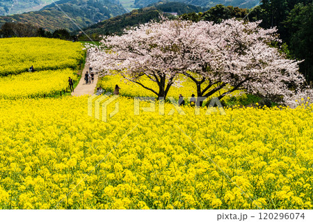 白木峰高原の菜の花と桜【長崎県諫早市】 120296074