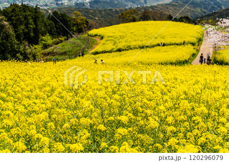 白木峰高原の菜の花と桜【長崎県諫早市】 白木峰高原の菜の花と桜【長崎県諫早市】 120296079
