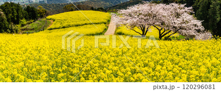 白木峰高原の菜の花と桜 パノラマ【長崎県諫早市】 白木峰高原の菜の花と桜 パノラマ【長崎県諫早市】 120296081