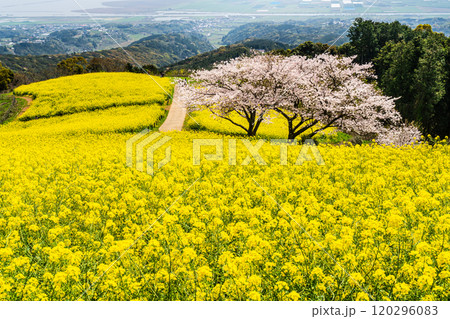 白木峰高原の菜の花と桜【長崎県諫早市】 120296083