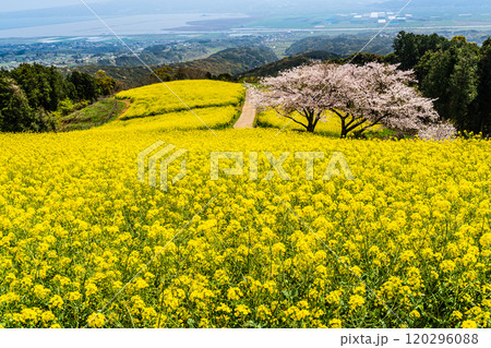 白木峰高原の菜の花と桜【長崎県諫早市】 120296088