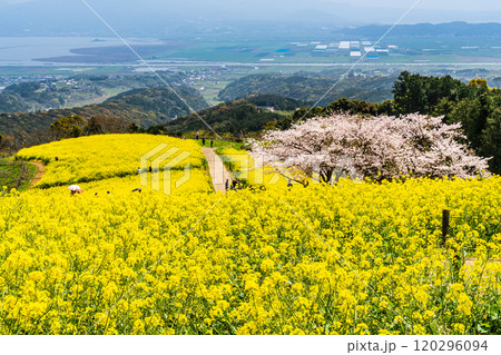 白木峰高原の菜の花と桜【長崎県諫早市】 120296094