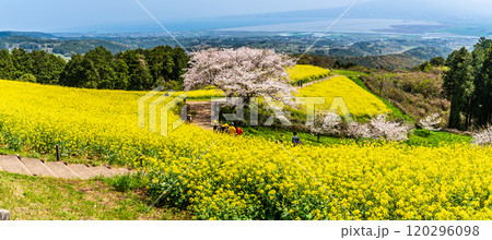 白木峰高原の菜の花と桜　パノラマ【長崎県諫早市】 120296098