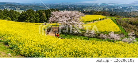 白木峰高原の菜の花と桜　パノラマ【長崎県諫早市】 120296108