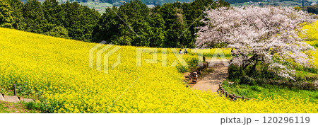 白木峰高原の菜の花と桜 パノラマ【長崎県諫早市】 白木峰高原の菜の花と桜 パノラマ【長崎県諫早市】 120296119