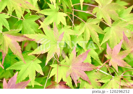 紅葉が始まった美しいモミジ アップ 紅葉が始まった美しいモミジ アップ 120296252