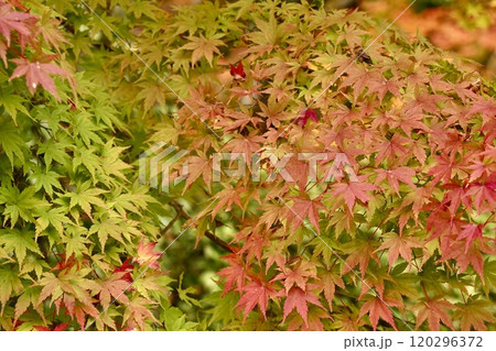 紅葉した色彩豊かな美しいモミジ 鮮やか たくさん 紅葉した色彩豊かな美しいモミジ 鮮やか たくさん 120296372