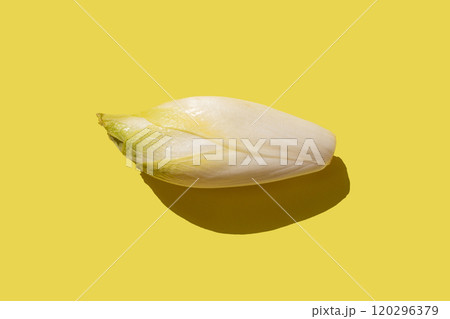 op view of a single white endive on a light yellow background, with a minimalist composition 120296379