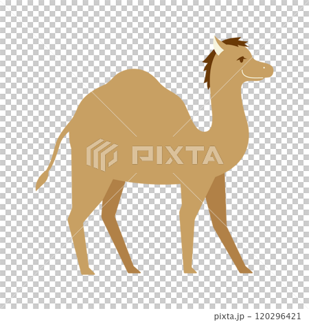 Illustration of a fashionable standing camel Illustration of a fashionable standing camel 120296421