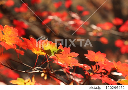 陽の光に照らされて光る野山のもみじ 120296432