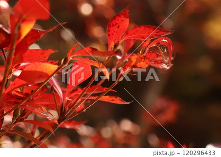 ドウダンツツジの燃えるような赤色 120296433