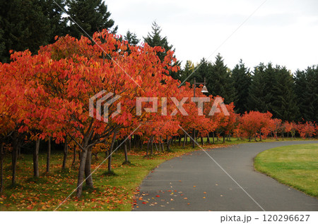 手稲前田森林公園紅葉した桜並木 手稲前田森林公園紅葉した桜並木 120296627