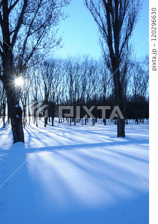 冬の晴れた日の朝の公園の雪景色 冬の晴れた日の朝の公園の雪景色 120296630