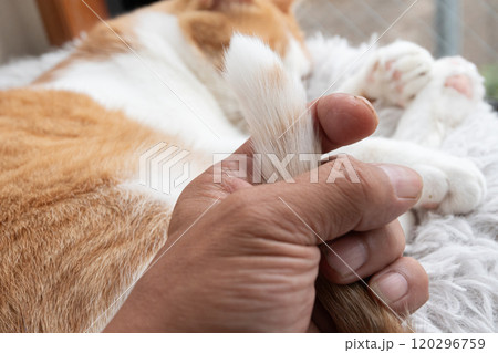 可愛い猫のしっぽを触る 茶トラ白 可愛い猫のしっぽを触る 茶トラ白 120296759
