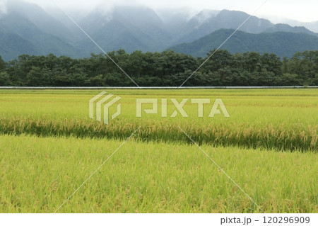 緑から黄金色に変化する安曇野の田んぼ 緑から黄金色に変化する安曇野の田んぼ 120296909