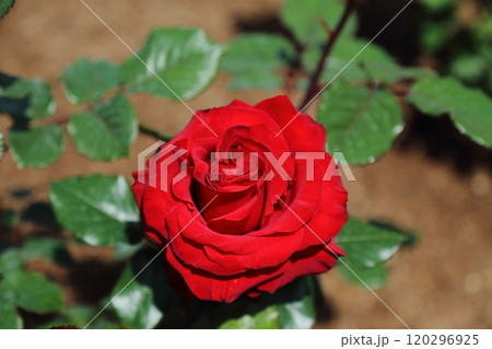 荒尾市　おもやい市民花壇　バラの花、 120296925