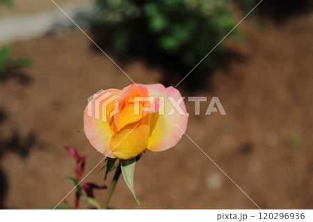 荒尾市 おもやい市民花壇 バラの花、 荒尾市 おもやい市民花壇 バラの花、 120296936