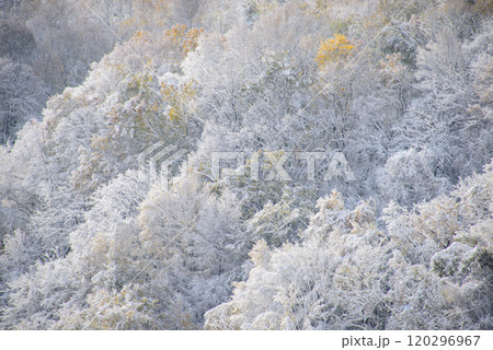 初冠雪の藻岩山_6197 120296967