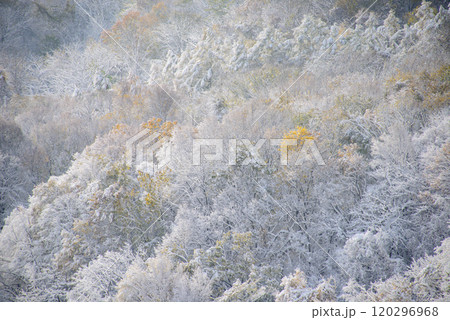 初冠雪の藻岩山_6198 初冠雪の藻岩山_6198 120296968